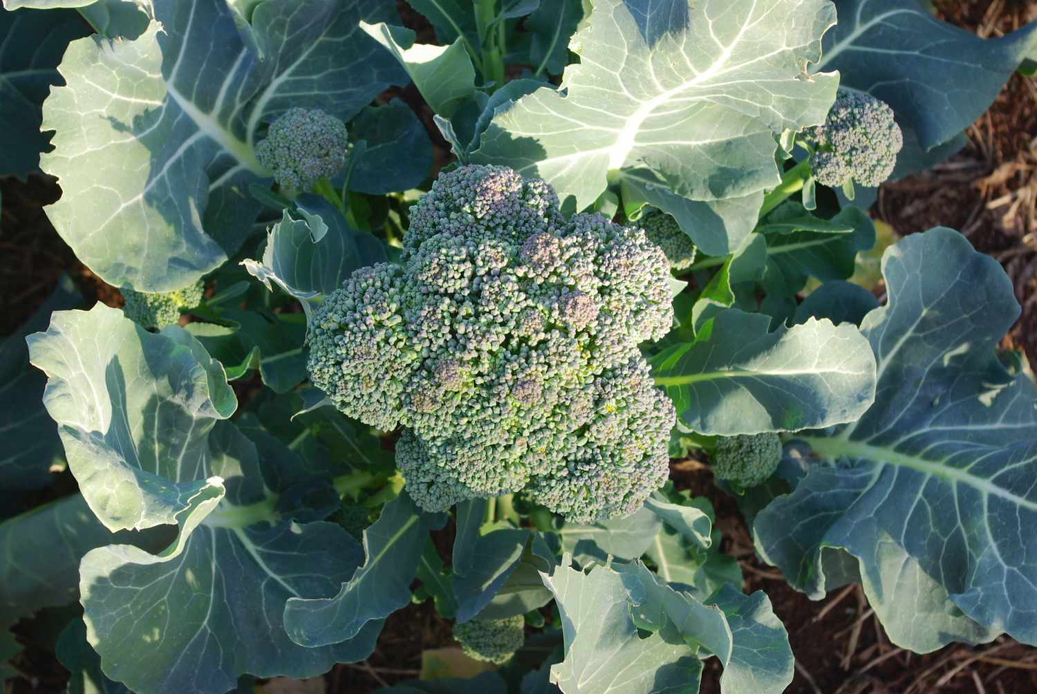 fresh brocolli plant in garden