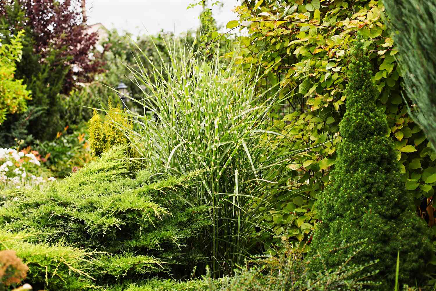 Miscanthus in garden