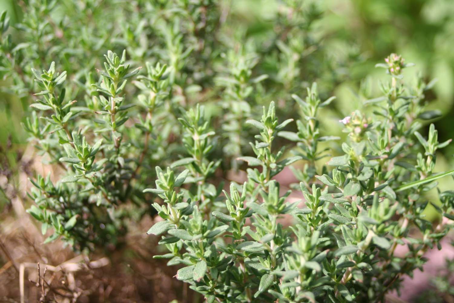 Thyme Plant