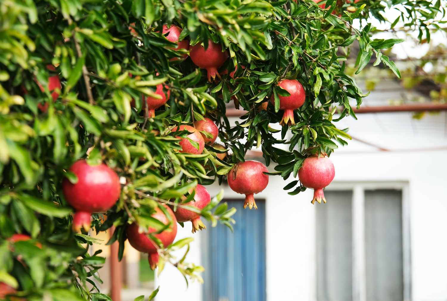 Pomegranates hanging from a tree branch with a house in the background