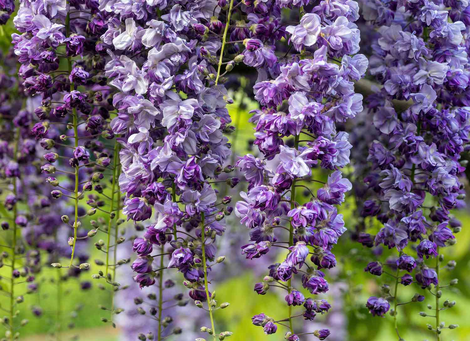 Japanese wisteria