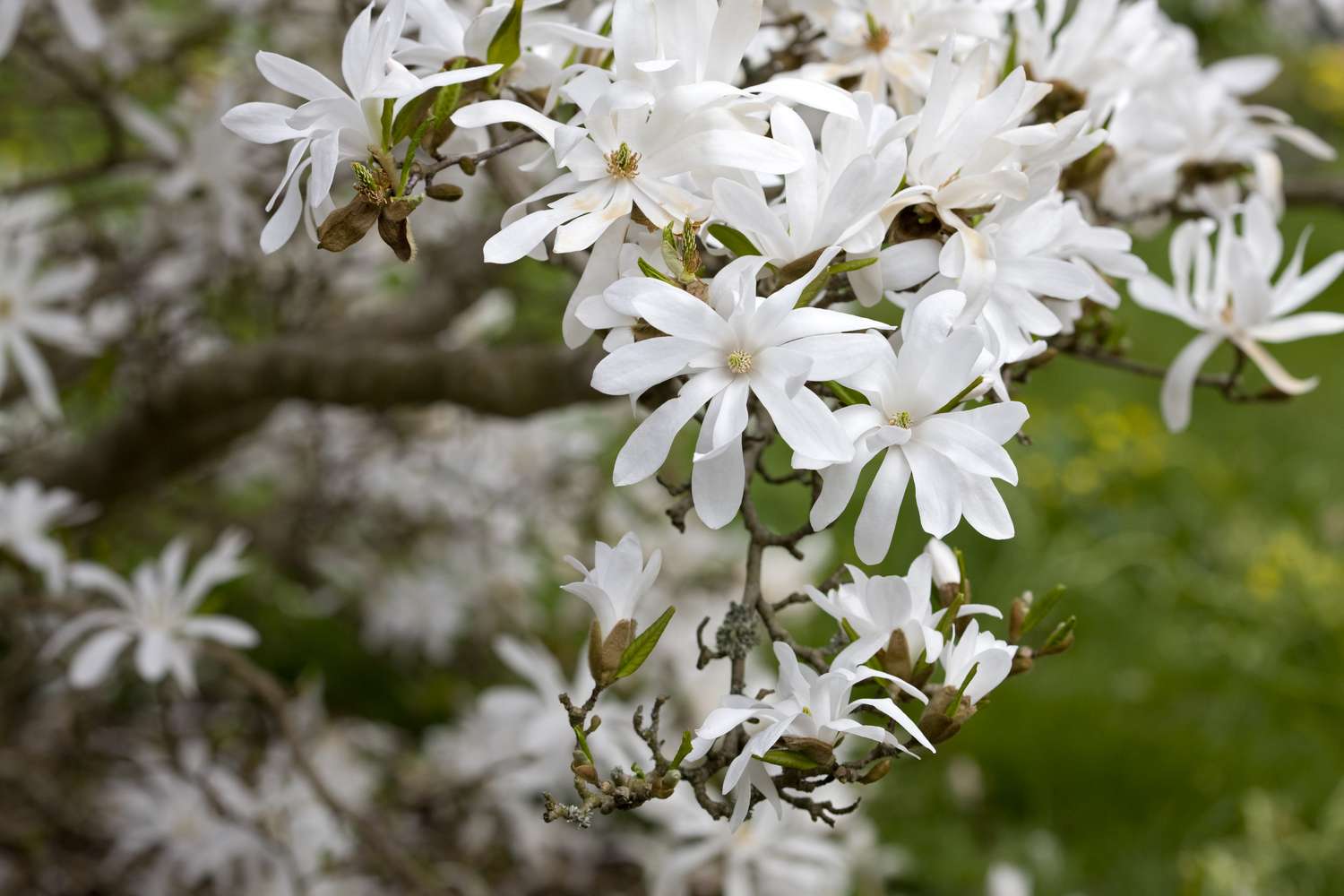 star magnolia tree