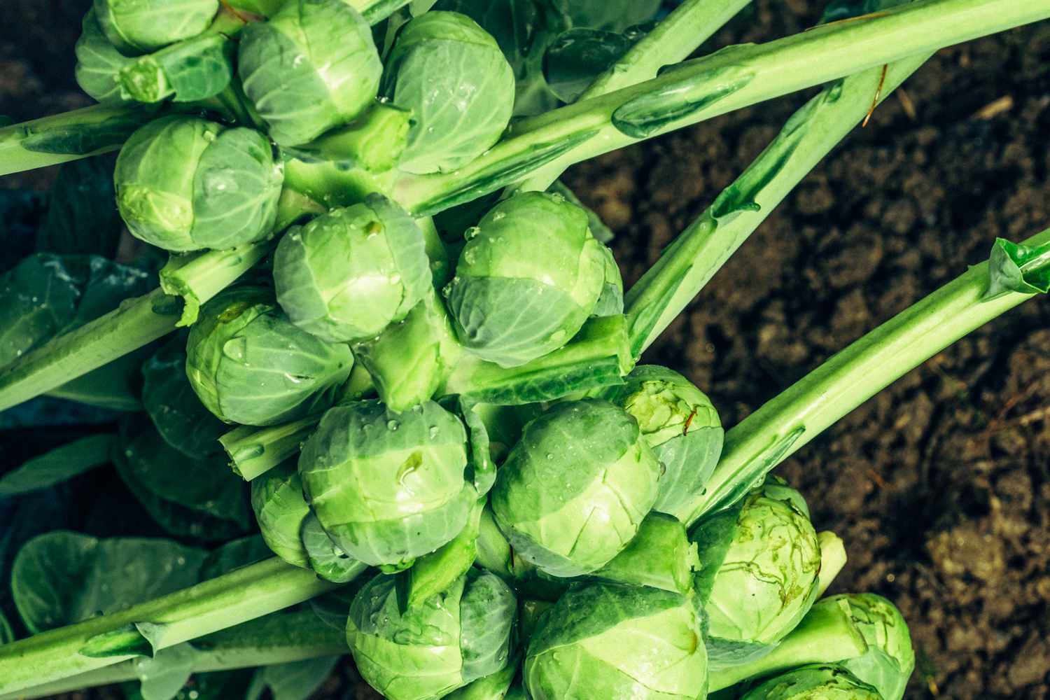 Brussel Sprouts