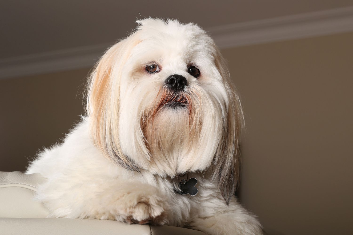 lhasa apso dog on sofa