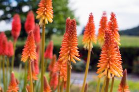 tall spiky orange-yellow flowers with green natural background