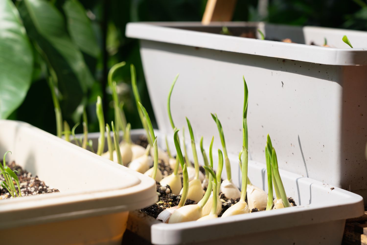 Garlic planted in a rectangular container 