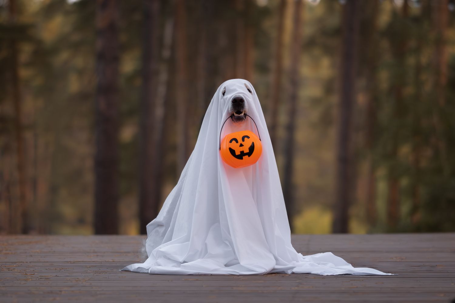 A dog in a ghost costume for Halloween