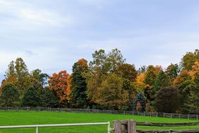 martha farm