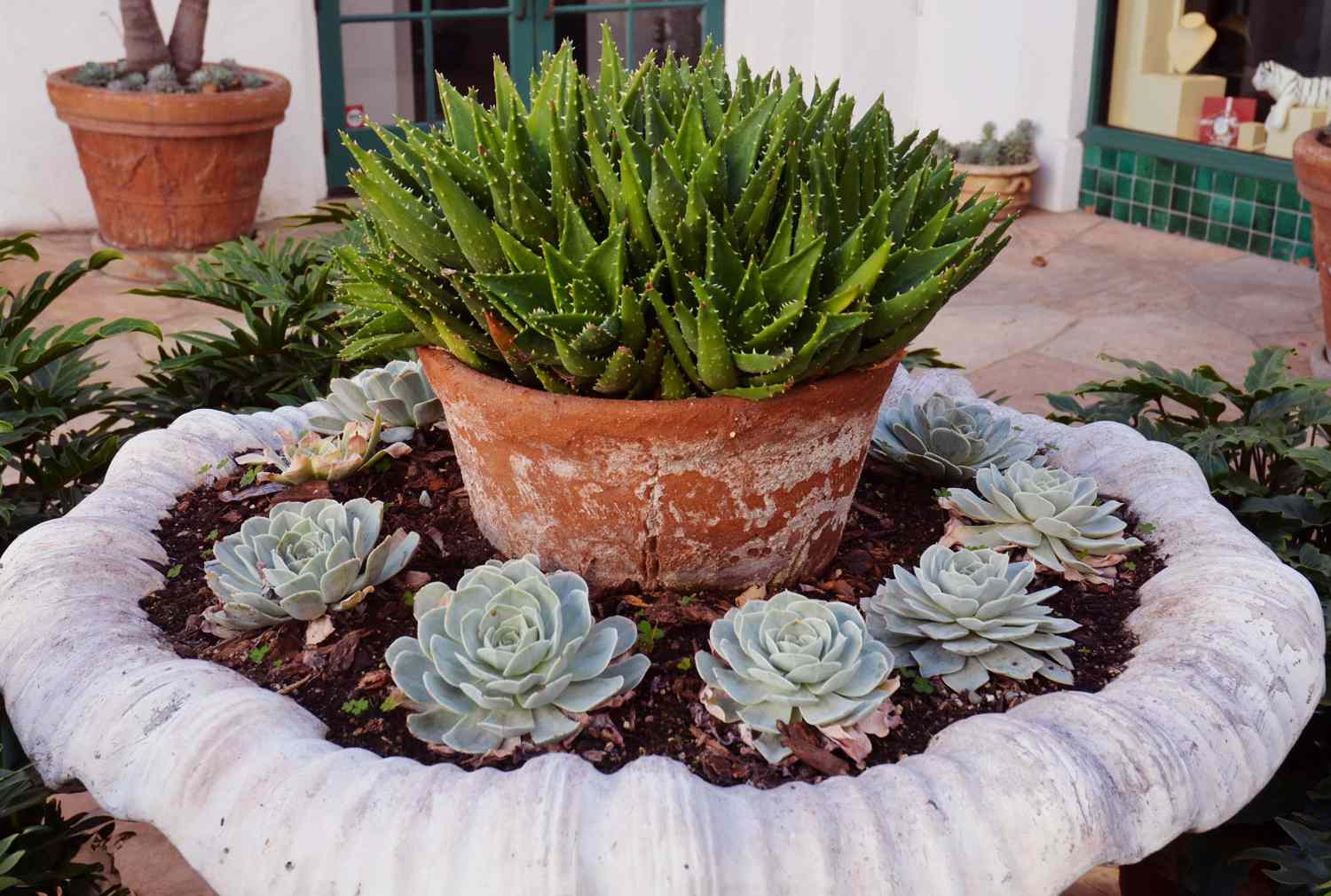 Fountain with succulents