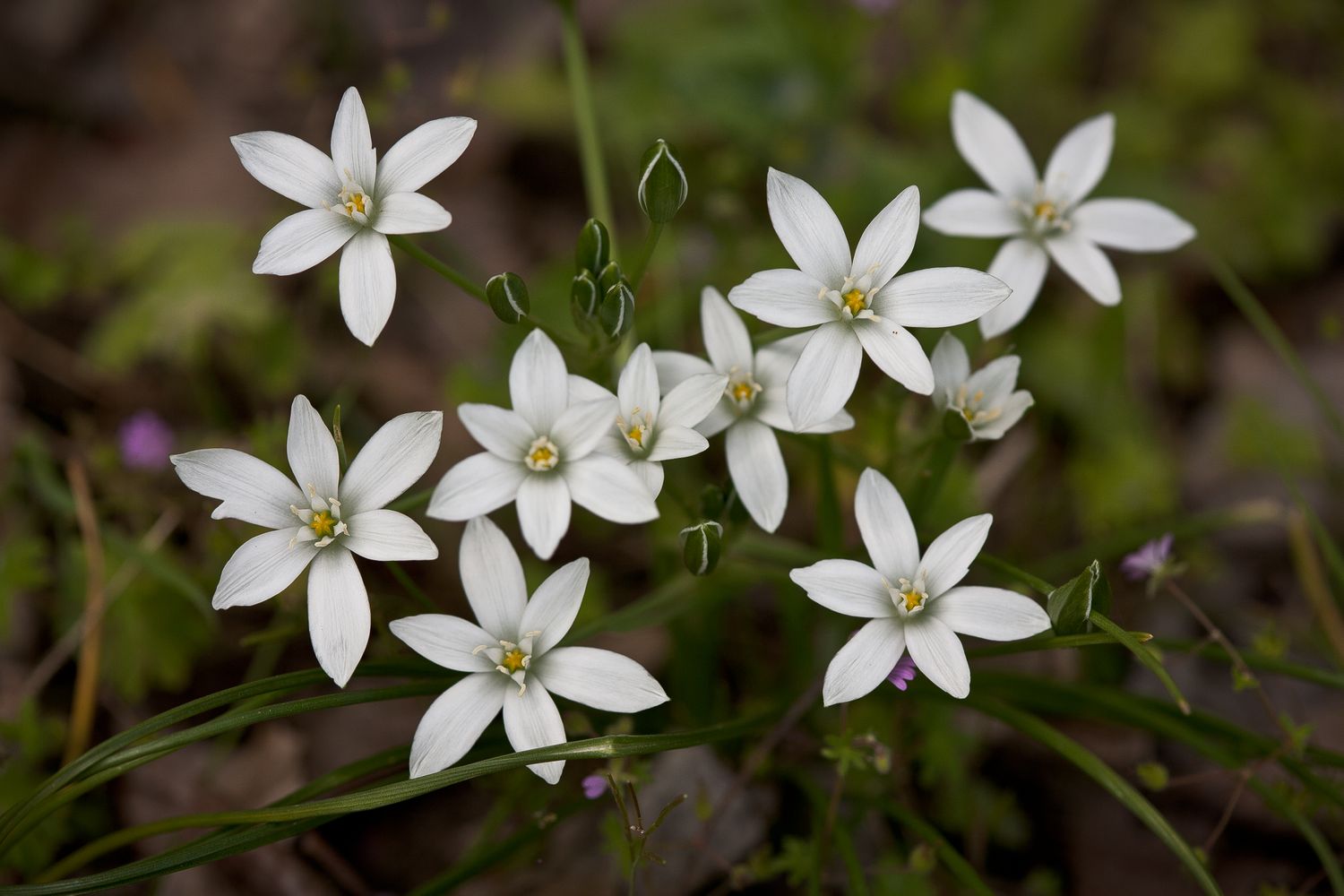 A cluster of white wildflowers growing among green foliage
