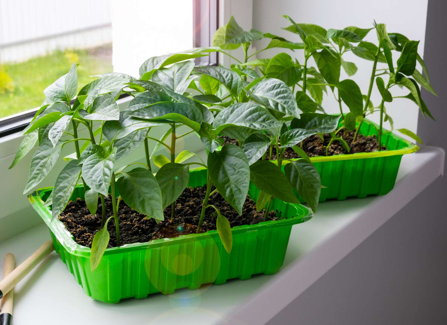 pepper plants growing on a window sill indoors