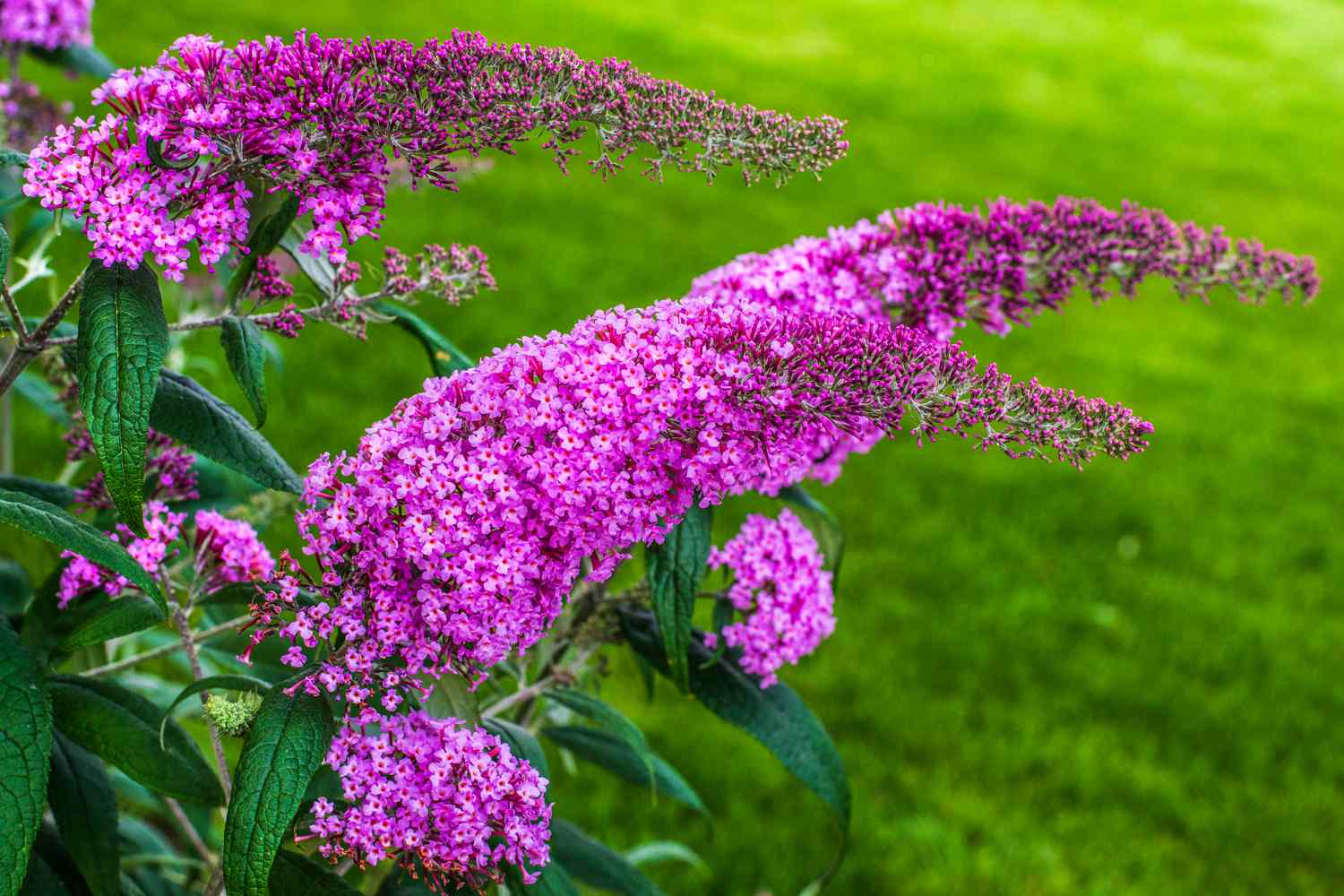 Butterfly bush