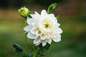Daffodahlia