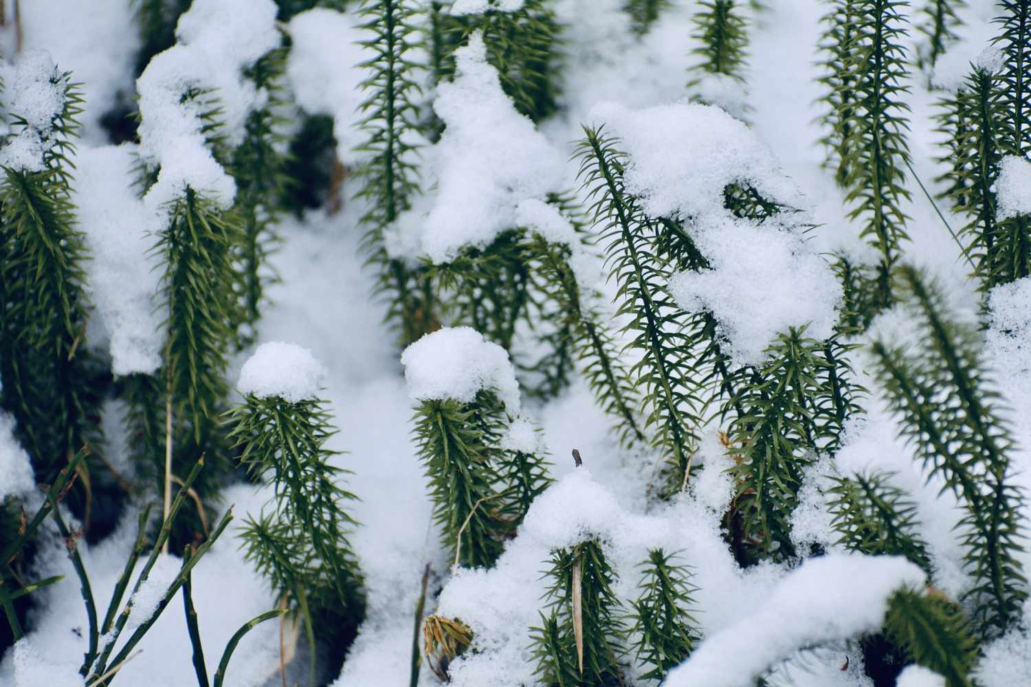 Snowcovered plants with upright needlelike leaves