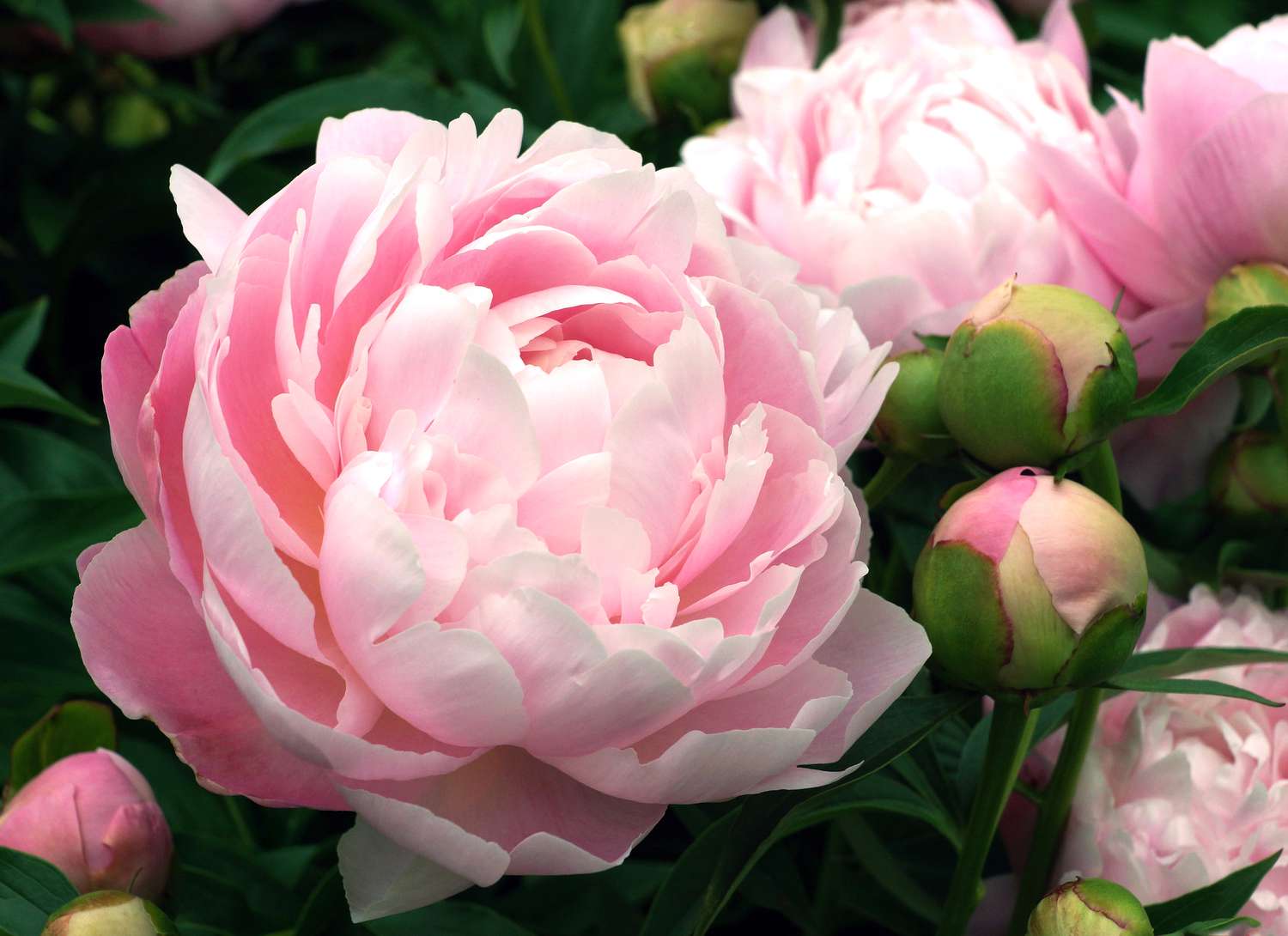 close up of light pink peonies in garden