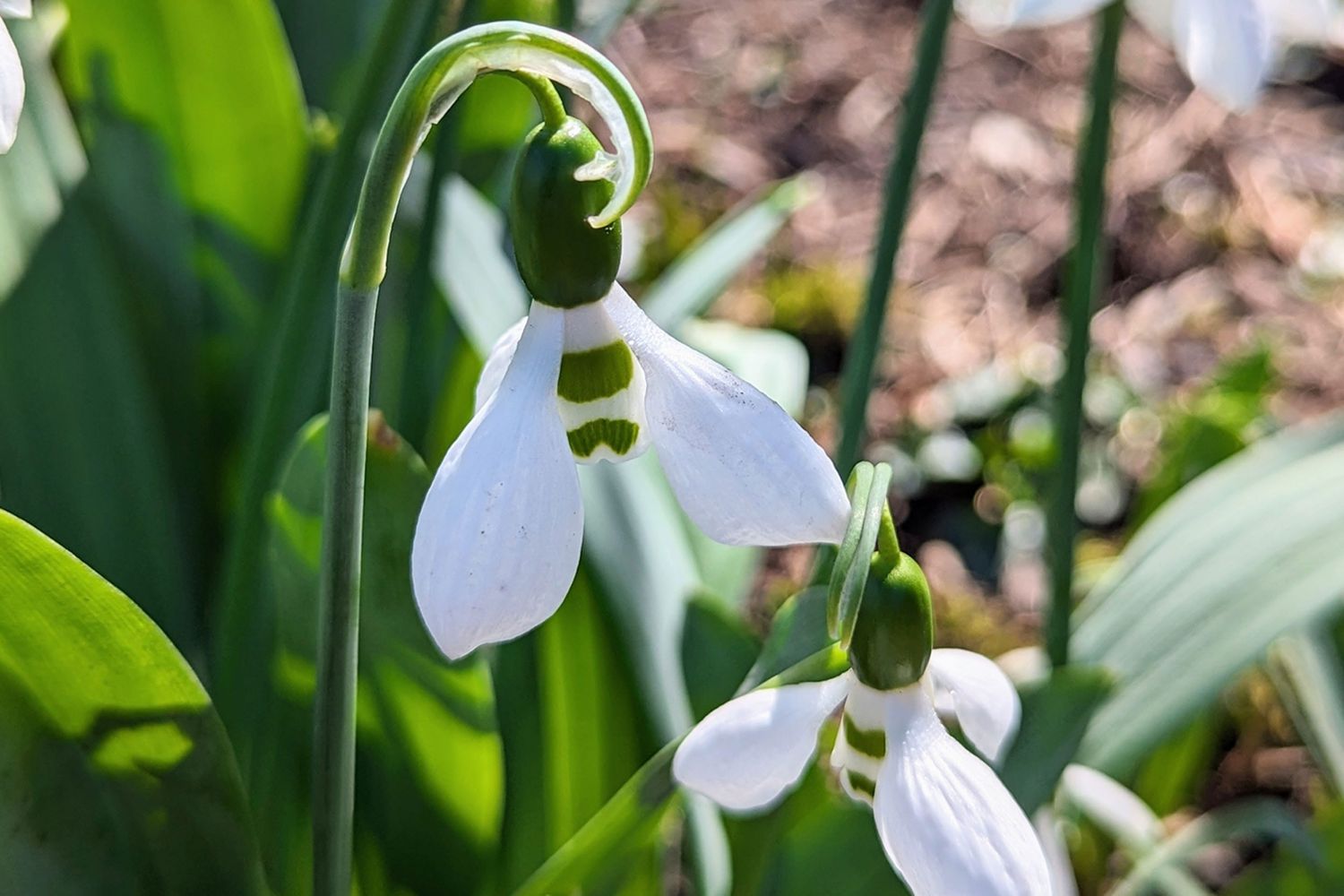 Galanthus