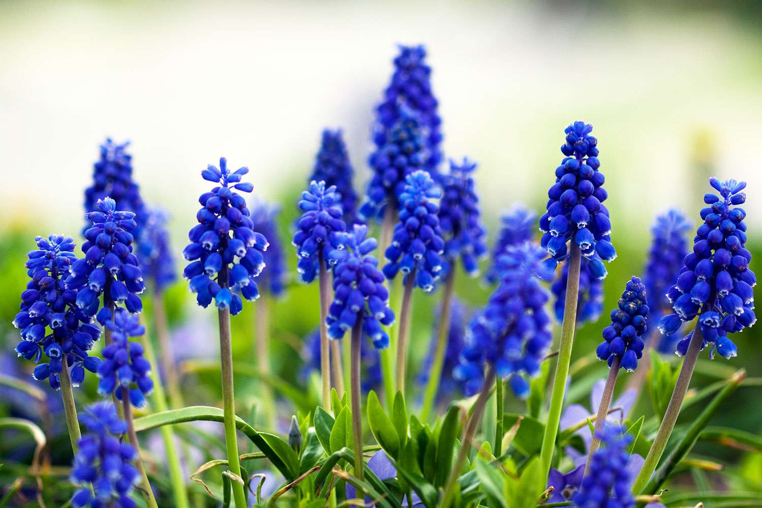 blue hyacinth