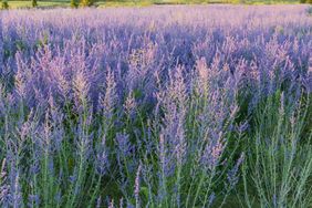 Field of tall flowering plants in a natural setting