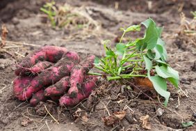 Freshly harvested sweet potatoes with leaves resting on soil