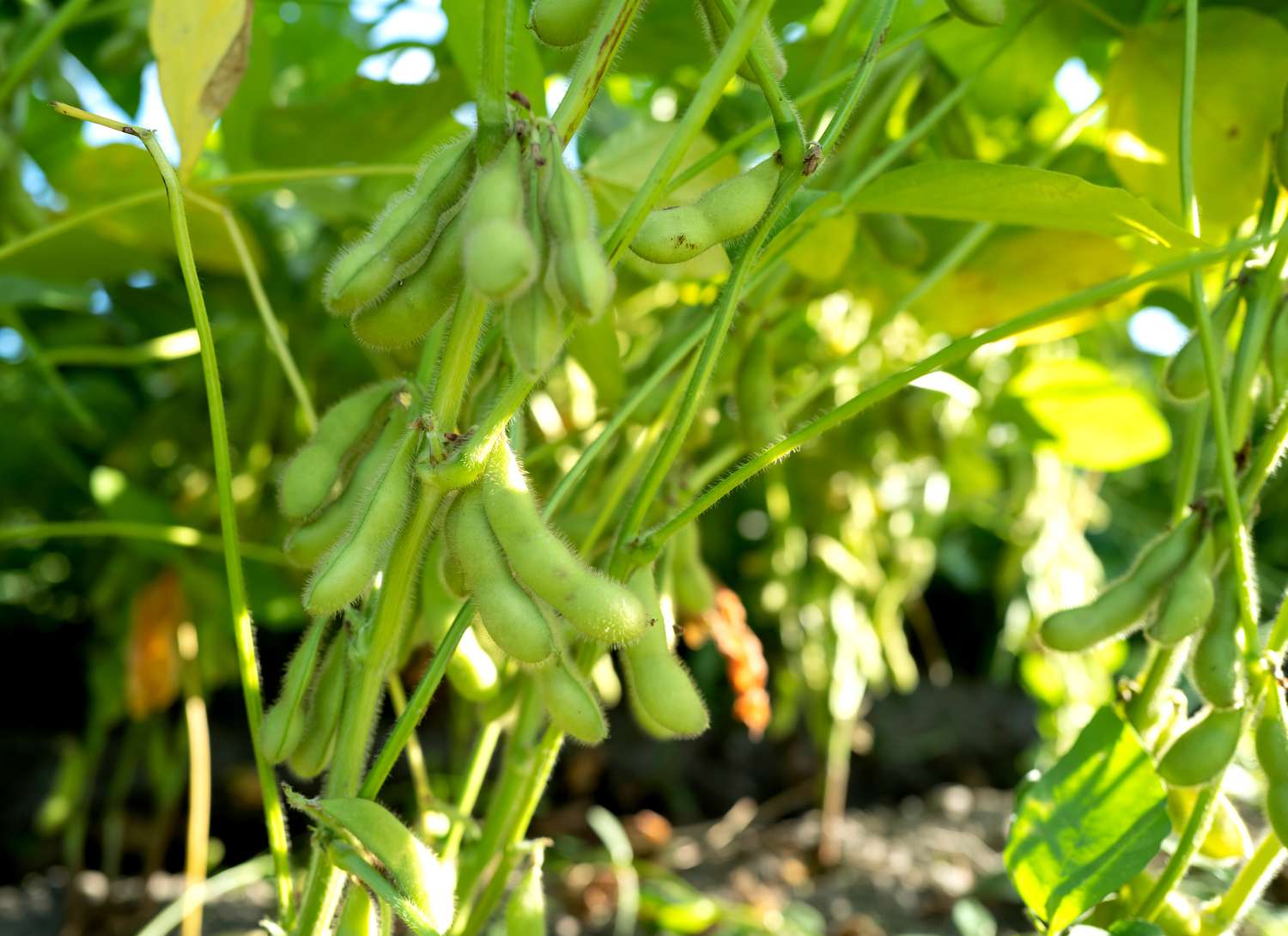 edamame growing in a garden
