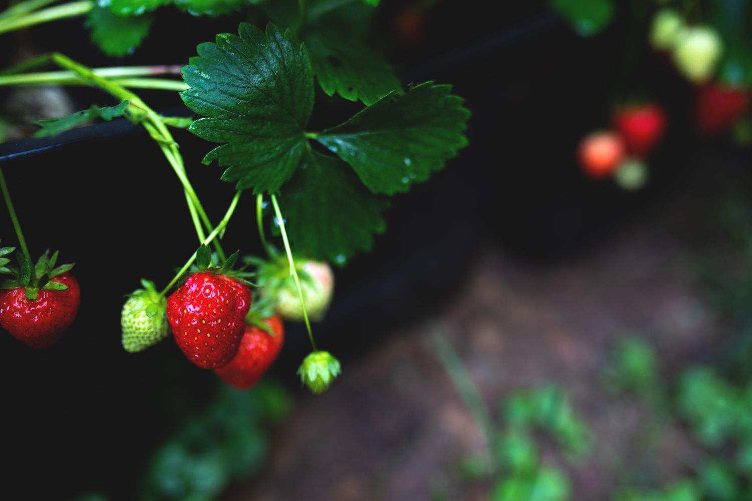 Close up of strawberries in the garden