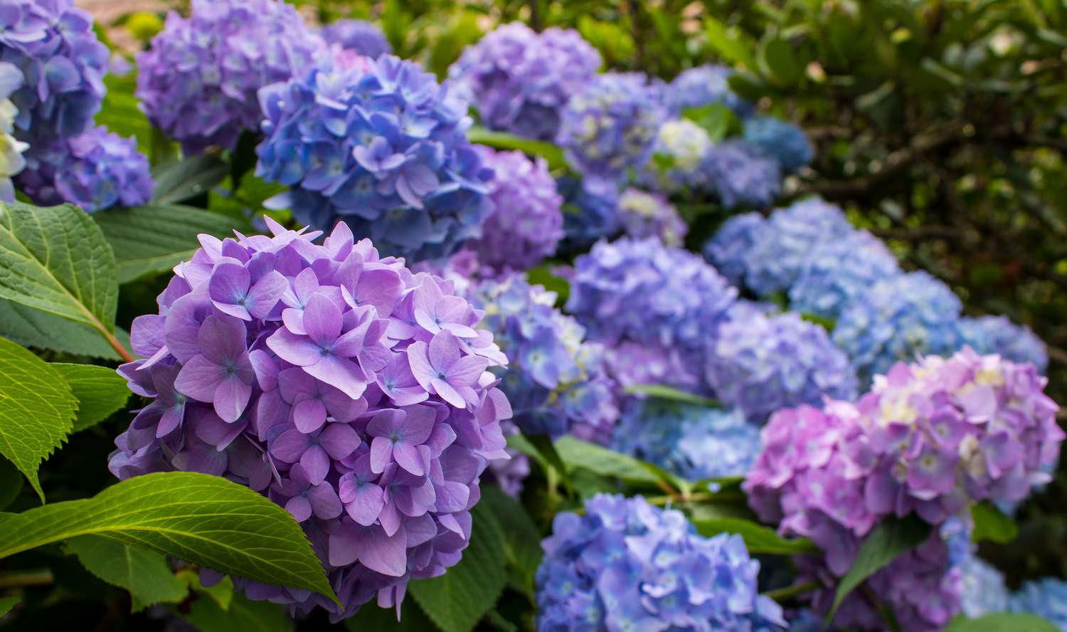 Hydrangea flowers in bloom