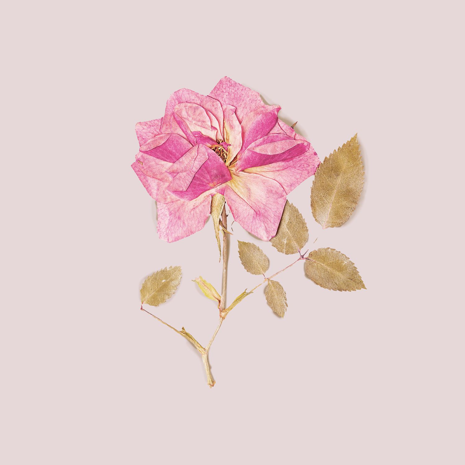 Pressed pink rose flower