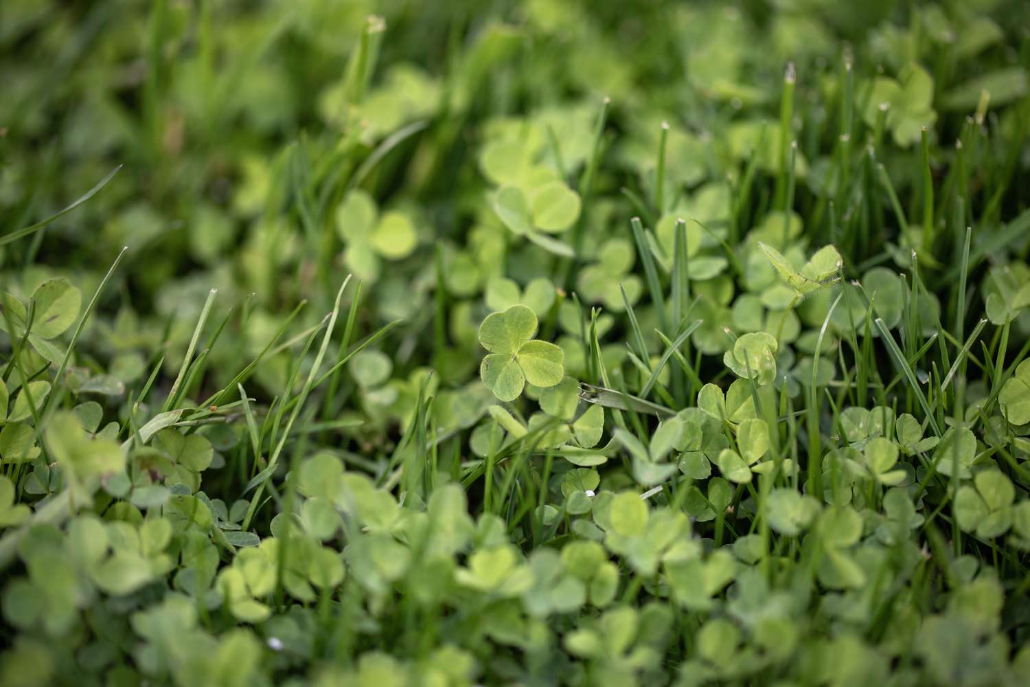 Clovers covering ground