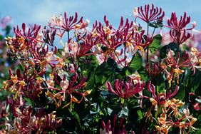 A cluster of Japanese honeysuckle flowers in bloom with green leaves and a blue sky in the background