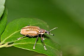 A beetle on a green leaf