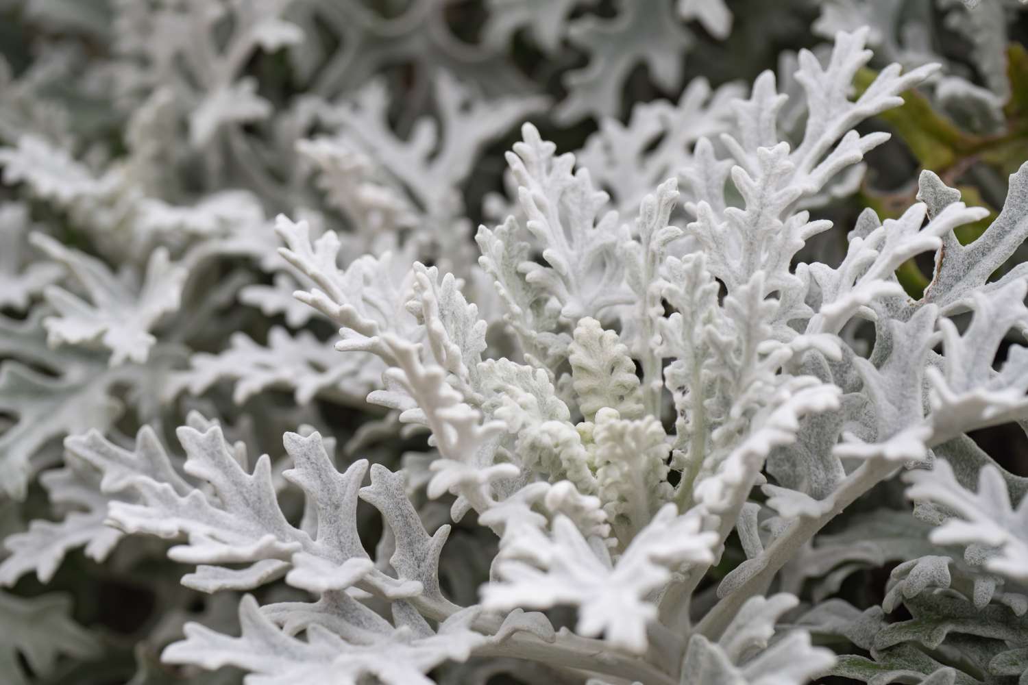 Pure white dusty miller. Close-up.