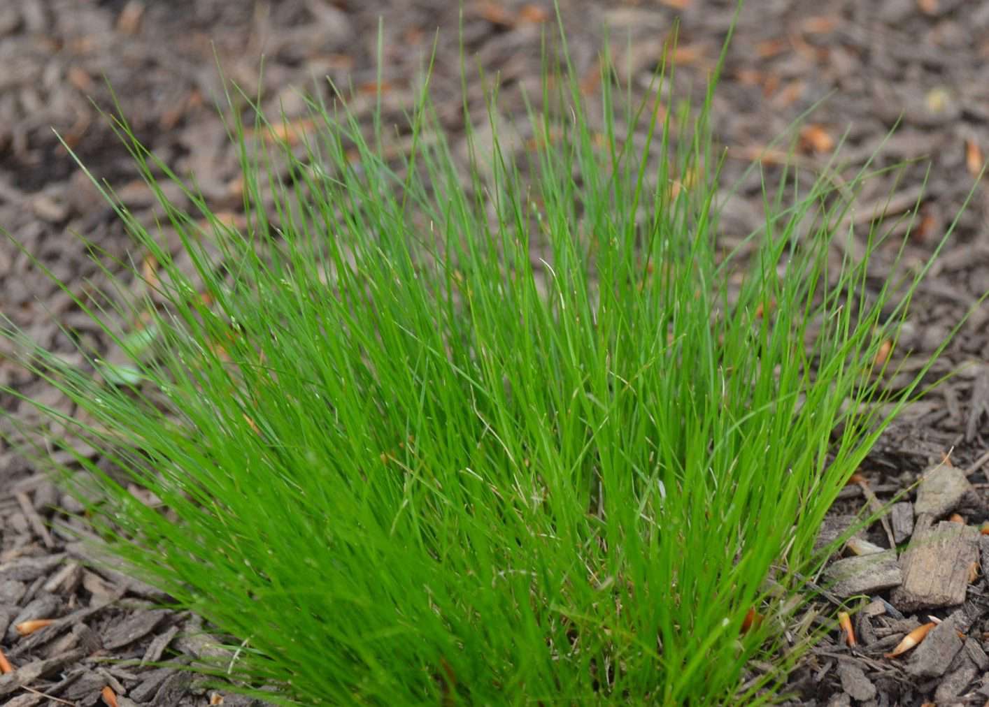 Carex appalachia sedge grass