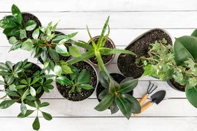 Green house plant on white wooden background flat lay