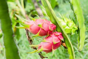 Two dragon fruits on a plant in a garden setting surrounded by green leaves