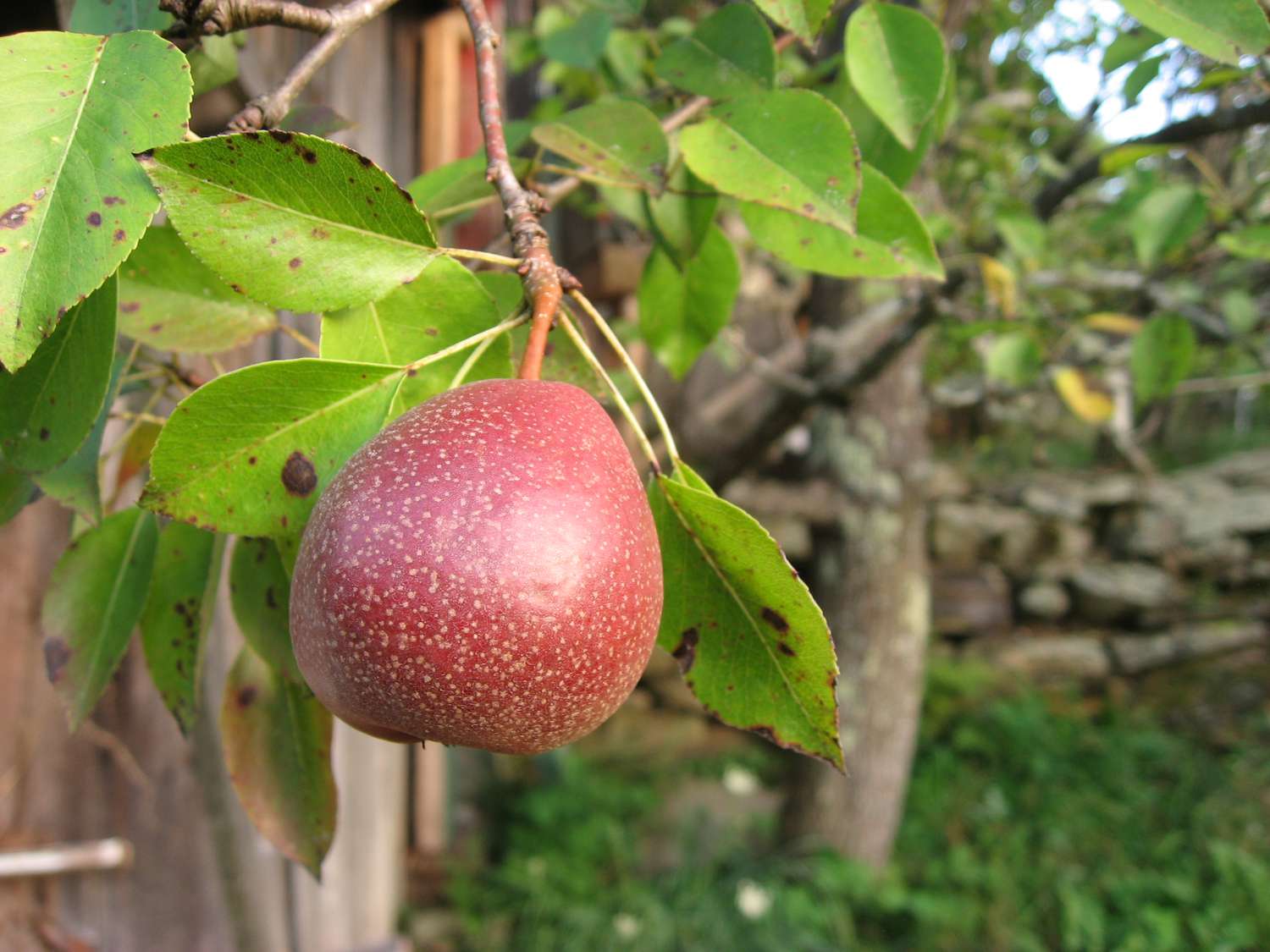 Seckel Pear