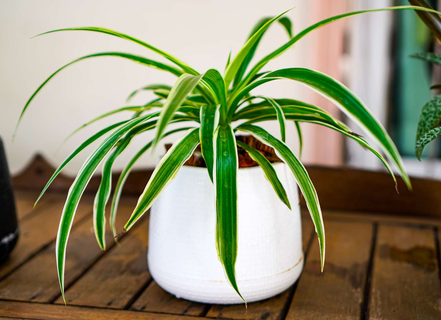 spider plant in a white pot on a dark wood surface