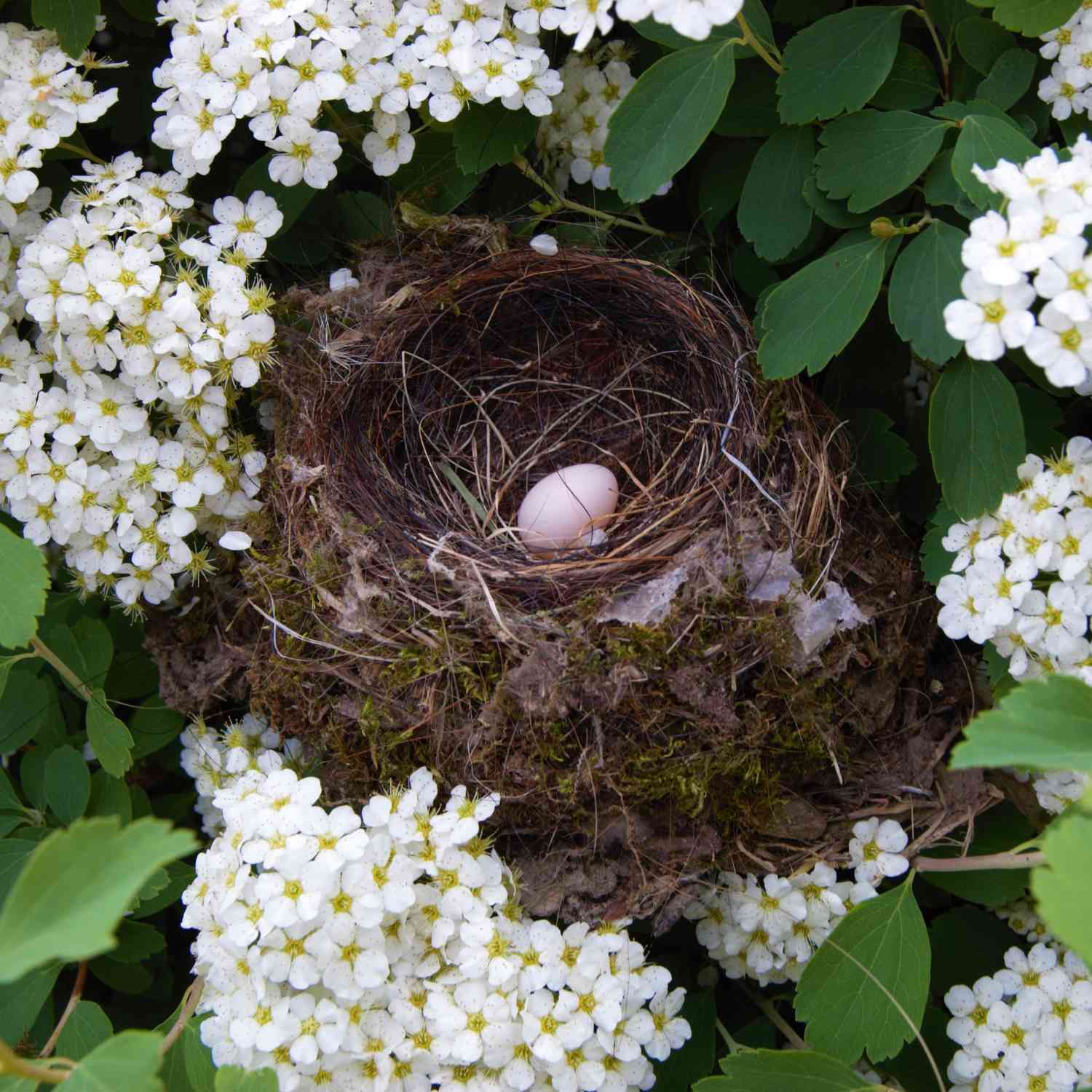 A barn swallow's nest holds a pink egg and is nestled into a bush filled with white flowers.