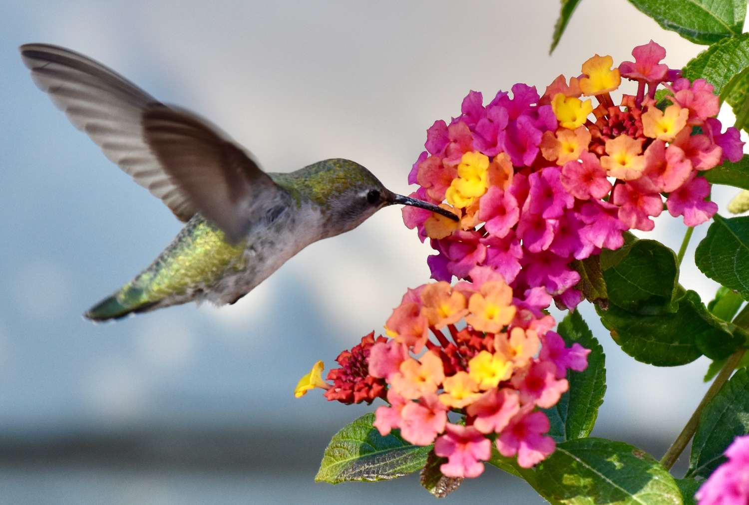 Hummingbird feeding from a cluster of small vibrant flowers, wings in motion