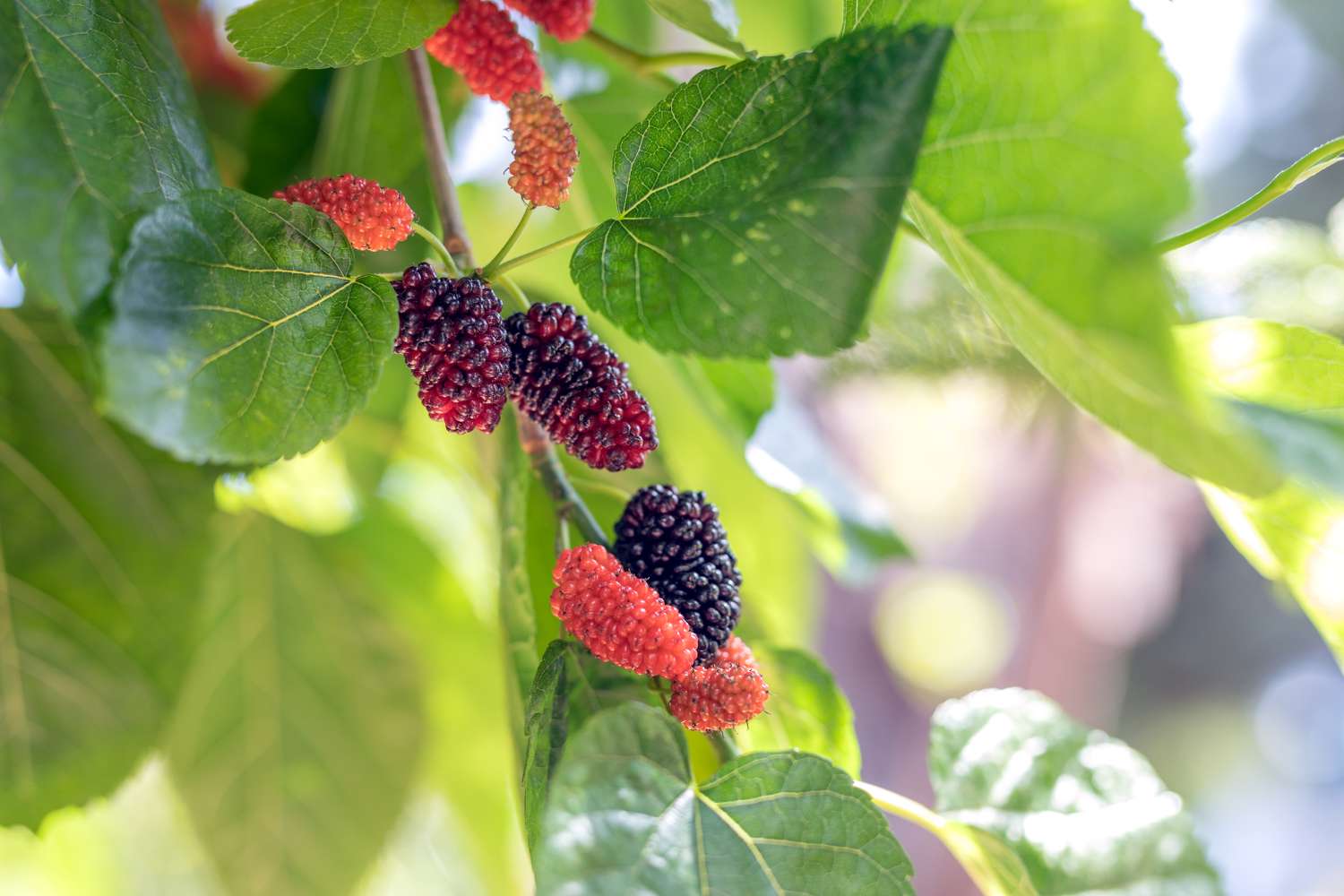 Ripe and unripe mulberries on tree branches
