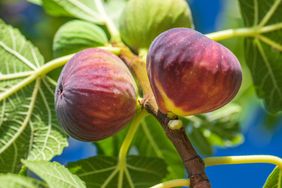 Two figs attached to a branch with green leaves in the background