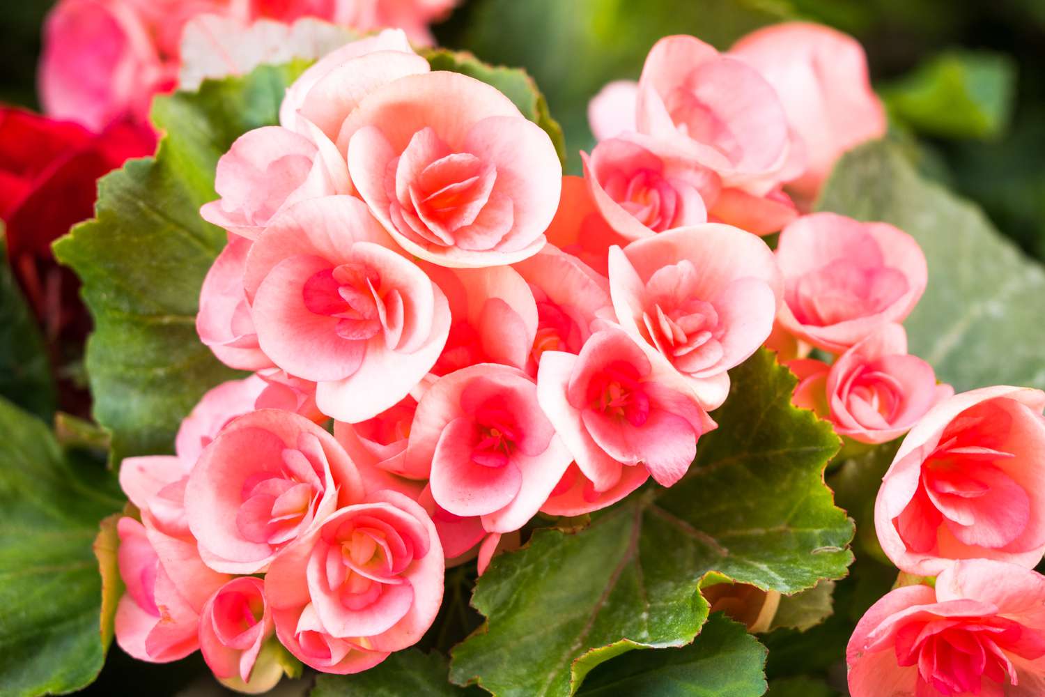 Tuberous Begonias 