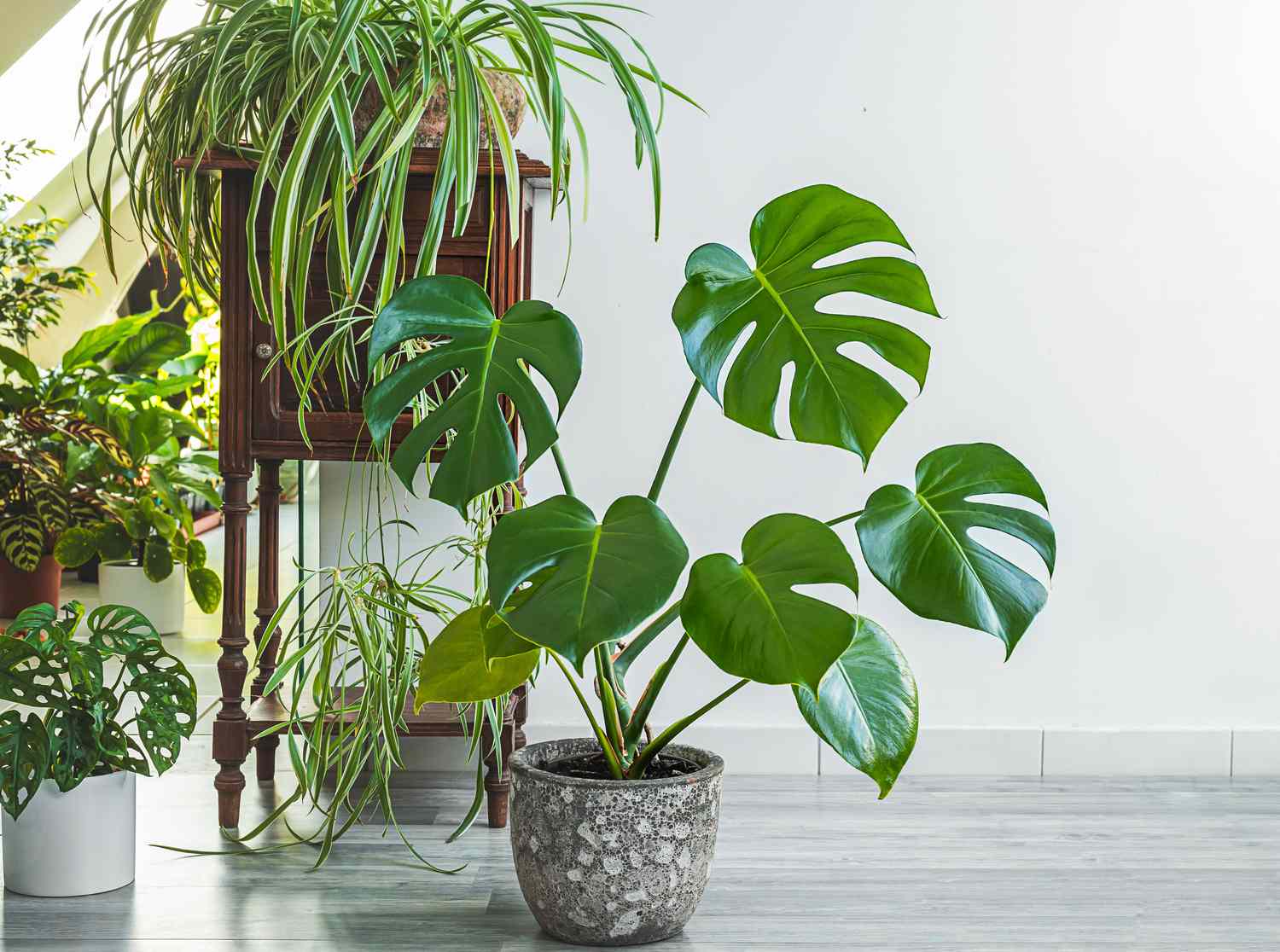 Monstera and other indoors plants in a room 