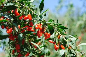 Goji berries growing on a branch