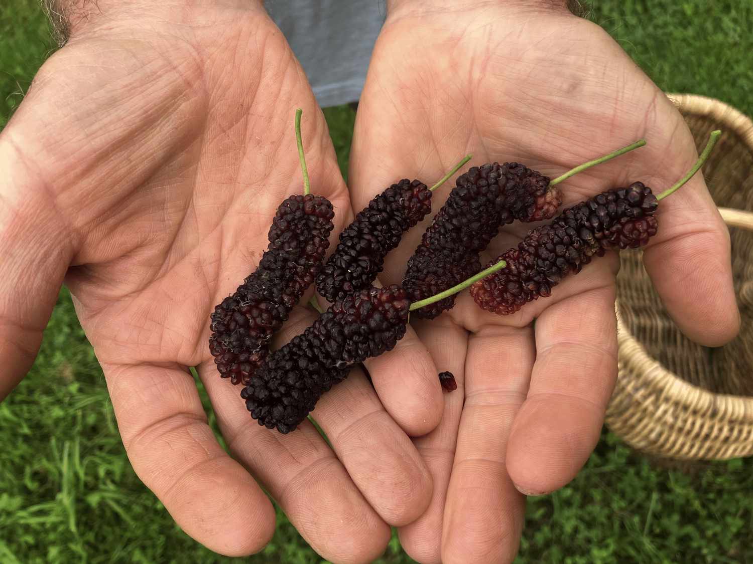 Illinois Everbearing Mulberry