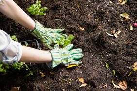 woman digging in soil