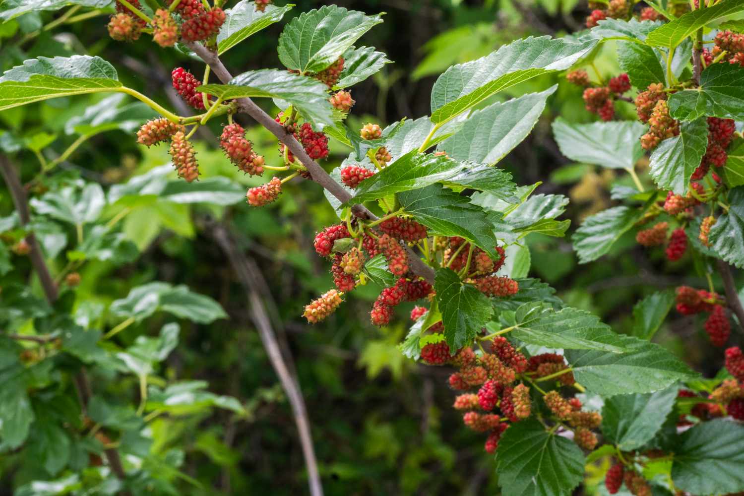 Branch with ripe and unripe mulberries surrounded by green foliage