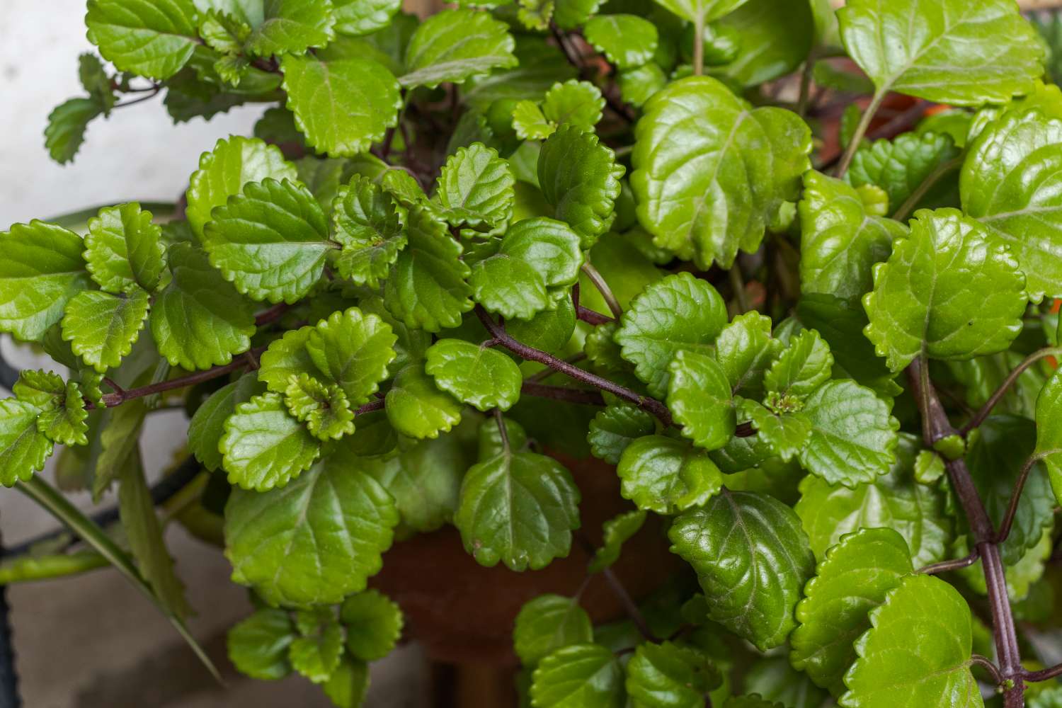 A closeup of a lush plant with green leaves likely indoors in a pot