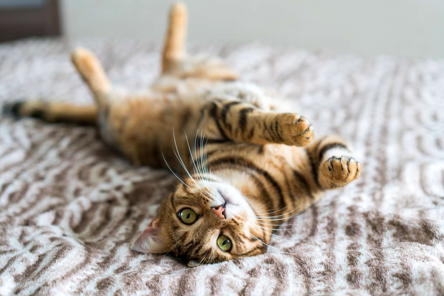 Bengal cat