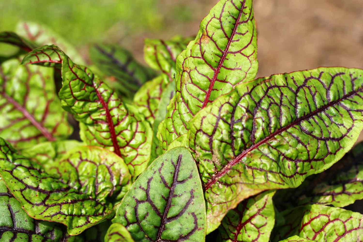 red veined sorrel in garden