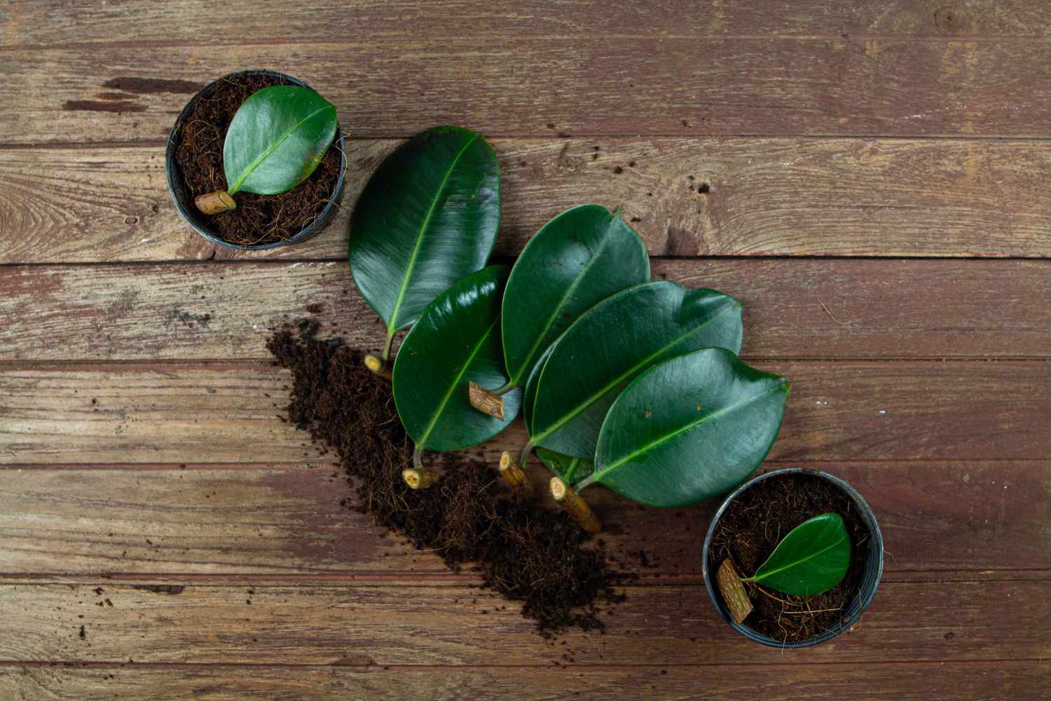 Rubber plant branches are waiting to prepare for propagation in pots for planting.